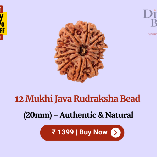 12 Mukhi Java Rudraksha Bead (20mm) – Authentic & Natural
