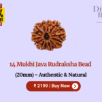 14 Mukhi Java Rudraksha Bead (20mm) – Authentic & Natural