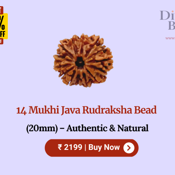 14 Mukhi Java Rudraksha Bead (20mm) – Authentic & Natural