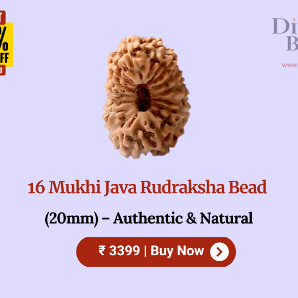 16 Mukhi Java Rudraksha Bead (20mm) – Authentic & Natural