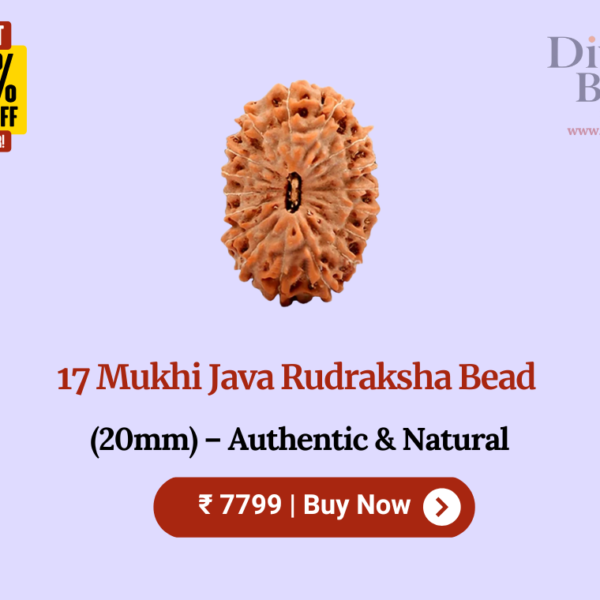 17 Mukhi Java Rudraksha Bead (20mm) – Authentic & Natural