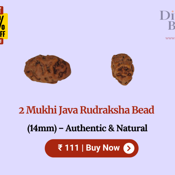 2 Mukhi Java Rudraksha Bead (14mm) – Authentic & Natural