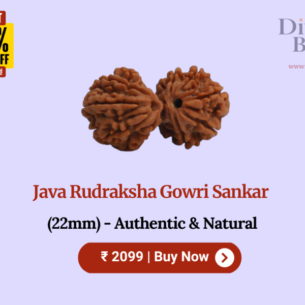 Java Rudraksha Gowri Sankar (22mm) - Authentic & Natural